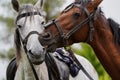 Couple of horse portrait on green field, close-up. Royalty Free Stock Photo