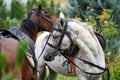 Couple of horse portrait on green field, close-up. Royalty Free Stock Photo