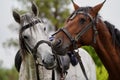 Couple of horse portrait on green field, close-up. Royalty Free Stock Photo