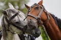 Couple of horse portrait on green field, close-up. Royalty Free Stock Photo