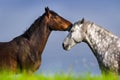 Couple of horse portrait Royalty Free Stock Photo