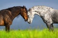 Couple of horse portrait Royalty Free Stock Photo