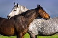 Couple of horse portrait Royalty Free Stock Photo