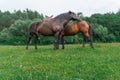 Couple of horse portrait in pasture. Horse communication. Royalty Free Stock Photo