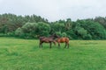 Couple of horse portrait in pasture. Horse communication. Royalty Free Stock Photo