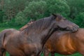 Couple of horse portrait in pasture. Two beautiful chocolate and brown horses Royalty Free Stock Photo
