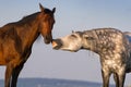 Couple horse portrait Royalty Free Stock Photo