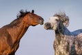 Couple horse portrait Royalty Free Stock Photo