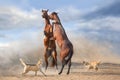 Couple of horse rearing up Royalty Free Stock Photo