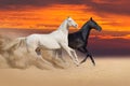 Couple of horse run on desert Royalty Free Stock Photo