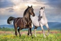 Couple horse run free Royalty Free Stock Photo