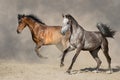 Couple horse run Royalty Free Stock Photo