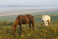 Couple horses Royalty Free Stock Photo