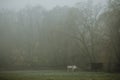 Couple of horses in distance standing on the pasture near their shelter during the foggy autumn morning Royalty Free Stock Photo