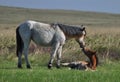 Couple of horses are grazing in boundless Kazakhstan steppes Royalty Free Stock Photo