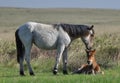 Couple of horses are grazing in boundless Kazakhstan steppes Royalty Free Stock Photo