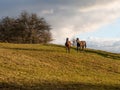 Couple of horses grazing Royalty Free Stock Photo