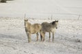 A couple of horses standing in white snow Royalty Free Stock Photo