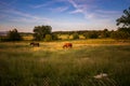 Couple of horses takes a evening stroll through rural Ontario, Canada