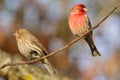 Couple of house finches perched on a twig. Haemorhous mexicanus. Royalty Free Stock Photo