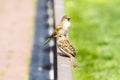 Couple of house sparrow Royalty Free Stock Photo