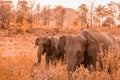 Huge wild elephant couple