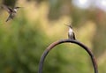 Couple hummingbird flying