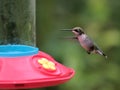 Couple hummingbird flying