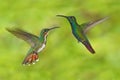 Couple of hummingbirds Green-breasted Mango in the fly with light green background