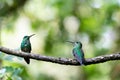 a couple of hummingbirds sit together on a twig