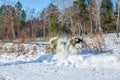 Couple Husky in harness dug into the snow while joggin