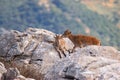 Couple of Iberian ibex in nature reserve El Torcal de Antequera, province of MÃ¡laga, Spain Royalty Free Stock Photo