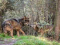 Couple of iberian wolves Canis lupus signatus in heat season