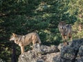 Couple of iberian wolves Canis lupus signatus over a rock Royalty Free Stock Photo