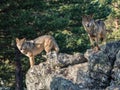 Couple of iberian wolves Canis lupus signatus over a rock Royalty Free Stock Photo