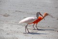 Couple of Ibis bird, one red and one white walks on the dust.