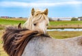 Couple of Icelandic Horses