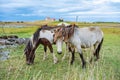 Couple of Icelandic Horses