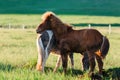 Couple of icelandic horses