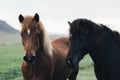 Couple of icelandic horses