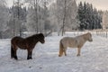 Couple of Icelandic horses in snow. Royalty Free Stock Photo