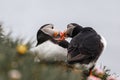 Couple of Icelandic puffins kissing, Latrabjarg cliffs, Westfjords, Iceland Royalty Free Stock Photo