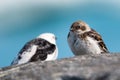 Couple of Icelandic Sparrow; close view Royalty Free Stock Photo