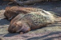 Couple of indian crested porcupines