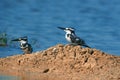 Couple of indian pied kingfisher Ceryle rudis near bank of lake