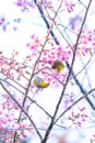 Couple birds mating in the tree in full bloom Royalty Free Stock Photo