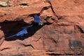 Couple of Indigo Macaw Anodorhynchus leari flying over the rocky wall of the city of Canudos, inland Bahia. On the spot the bird Royalty Free Stock Photo