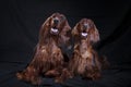 Couple of Irish Setters. on black background Royalty Free Stock Photo