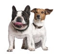 Couple of Jack russell and french bulldog
