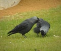 Couple of jackdaws in grass. Royalty Free Stock Photo
